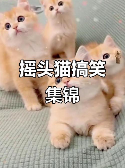 猫咪摇头表情包