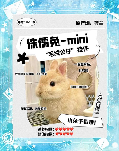 迷你兔子官方版2025最新版迷你兔下