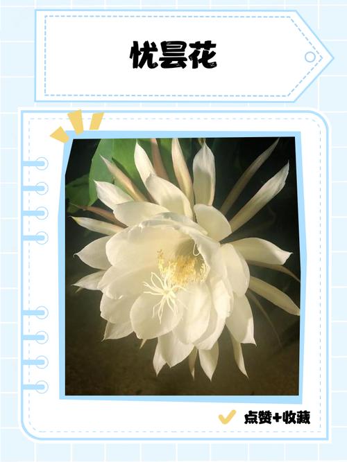 忧昙花