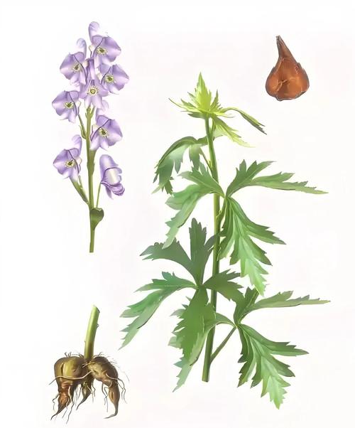 附子草