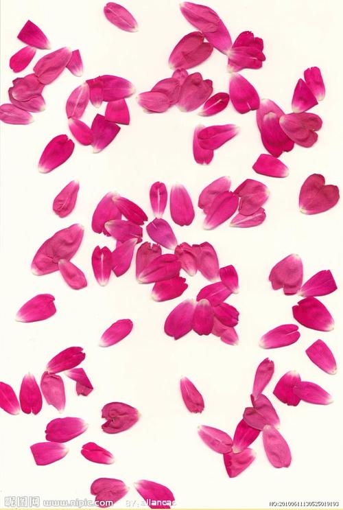 花瓣搜索