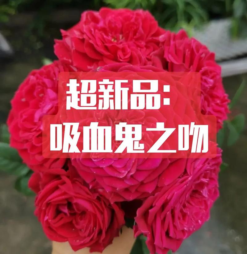 吸血鬼之吻缩略图