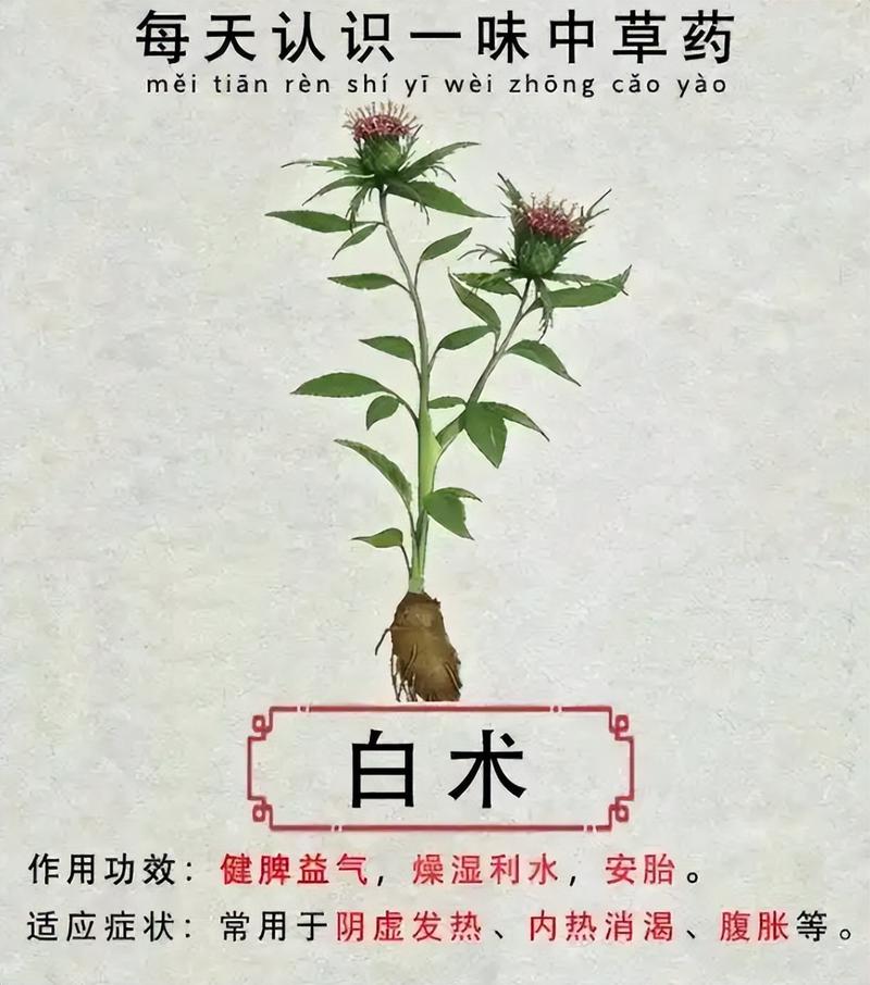 白术怎么读