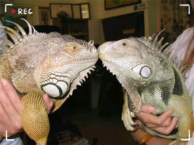 色龙