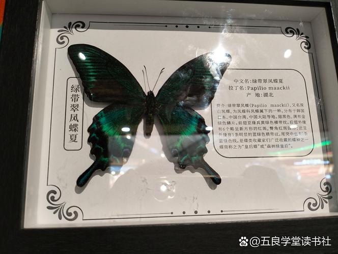 雅美蝶