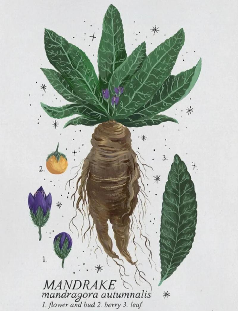 曼德拉草