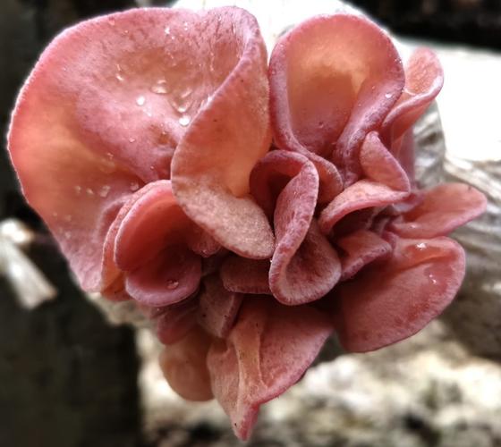 粉木耳