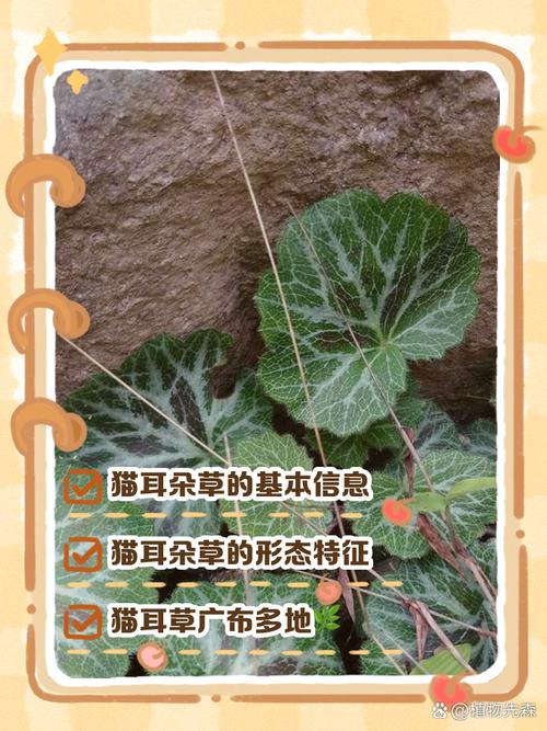 猫耳朵草