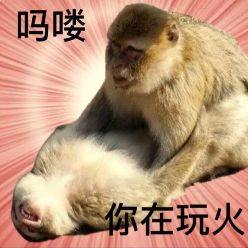 2024超级火爆的猴子表情大全吗喽表情大合集最新