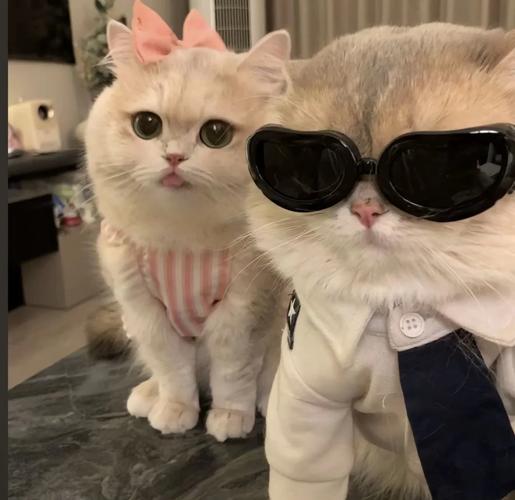 2021最新版猫咪情侣头像一对两张可爱一生太长了总要
