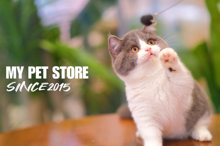 桌面宠物猫电脑版2025最新