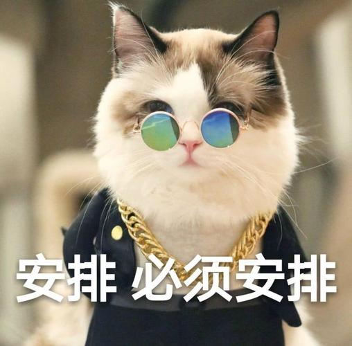 抖音给我安排表情包必须给我安排方方面面给我安排
