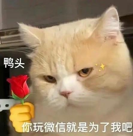 好玩的丫头文学表情包丫头你玩微信就是为了我吧