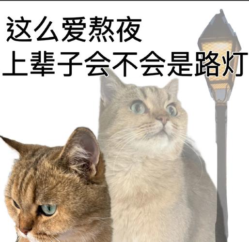 失眠的微信表情大全这么爱熬夜上辈子会不会是路灯