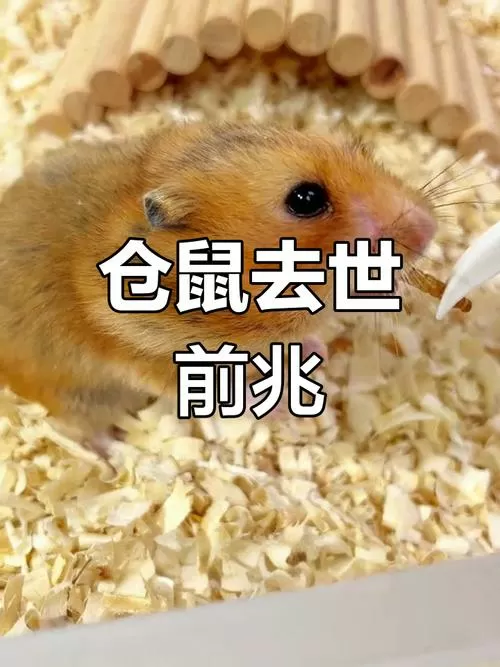 仓鼠要死的前兆