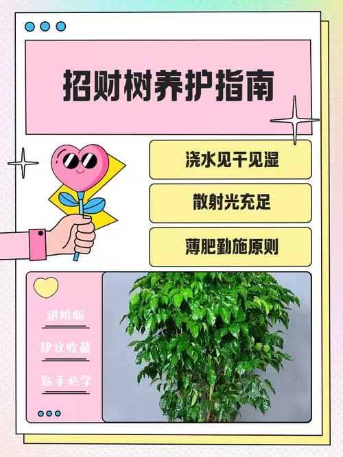 发财树如何养护和浇水