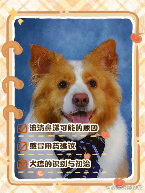 狗狗流鼻涕怎么办