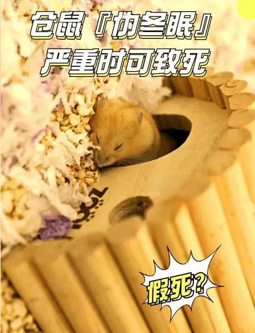 仓鼠早上被冻死有救吗
