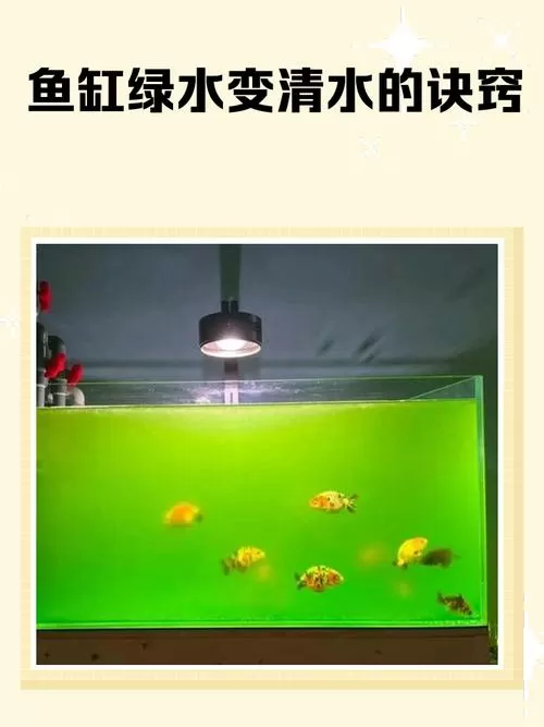 鱼缸里的水发绿怎么解决