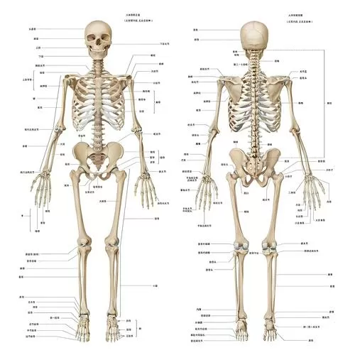 人体全身骨骼结构图