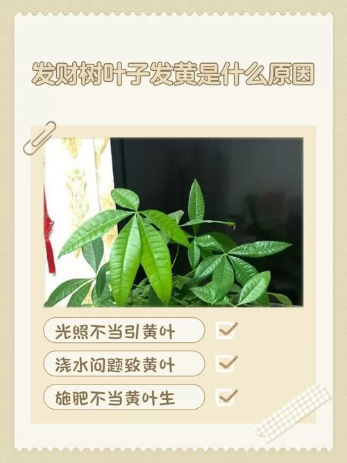 刚买的发财树黄叶是怎么回事