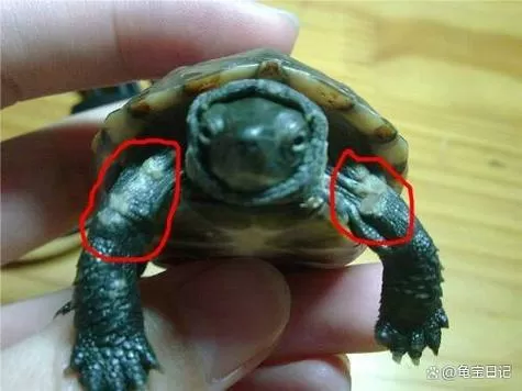 乌龟起泡了还有烂的怎么办