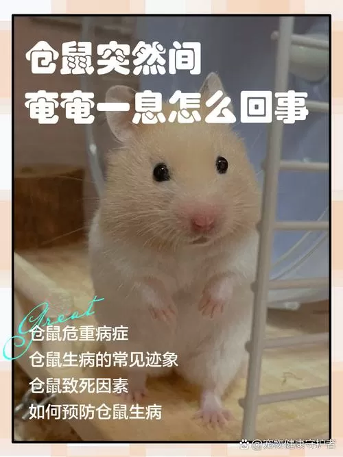 仓鼠冻着了怎么办发蔫