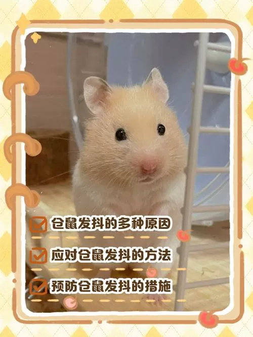 仓鼠一直抖是因为什么