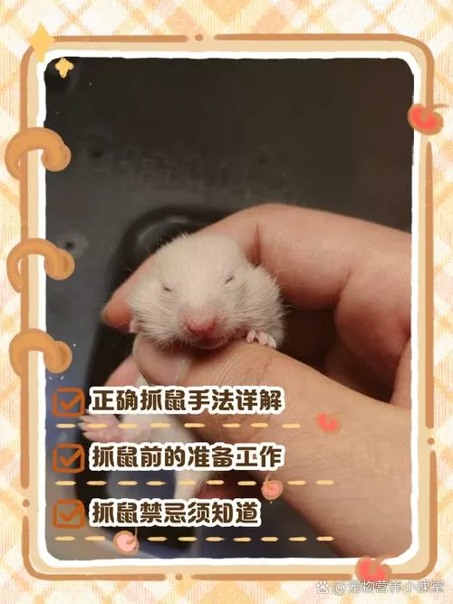 拿仓鼠正确手势