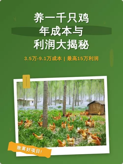养一千只鸡成本与利润