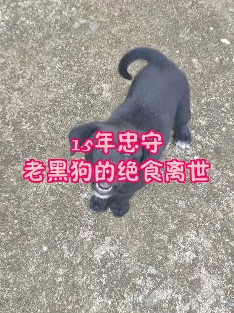 一家三口被撞身亡狗绝食离世