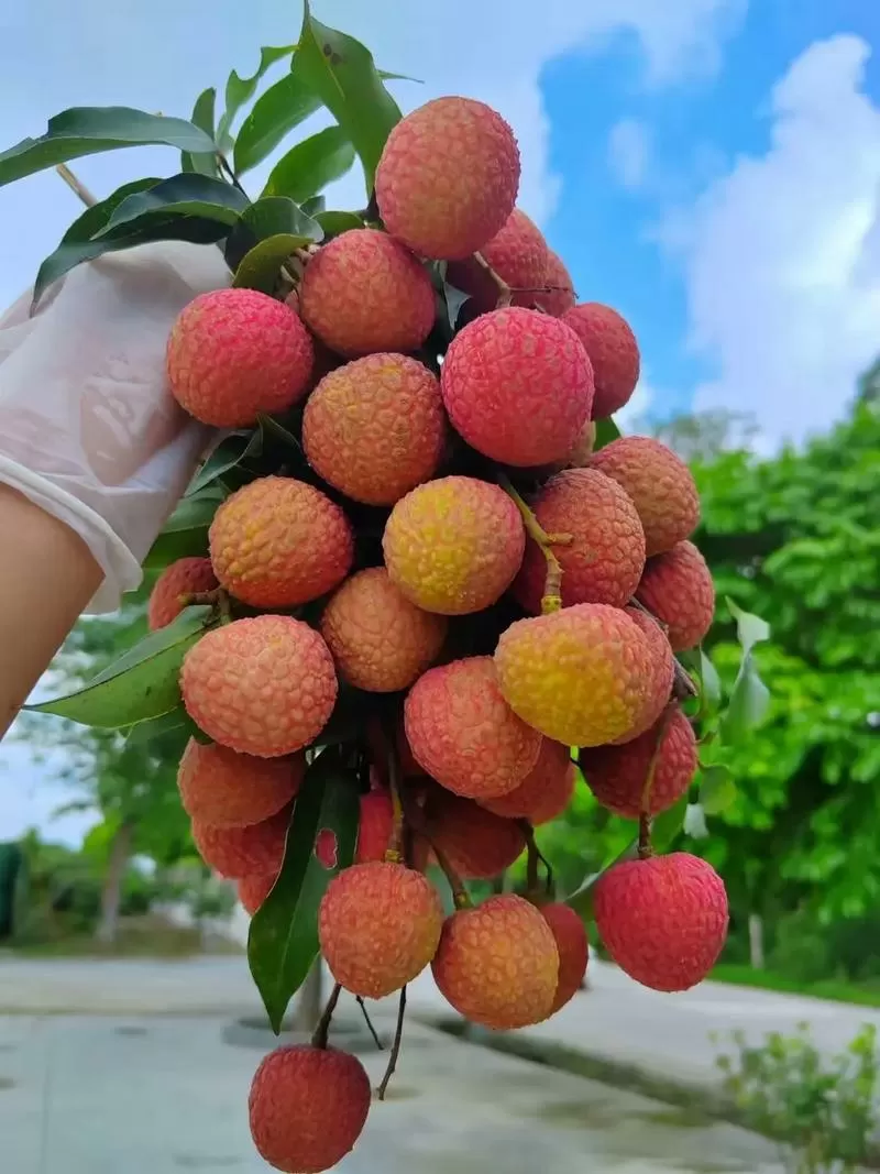 中华红荔枝