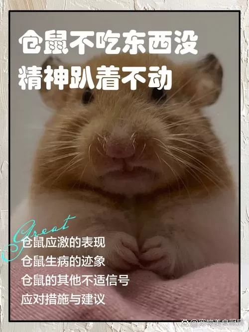 仓鼠虚弱无力身体冰凉不吃东西