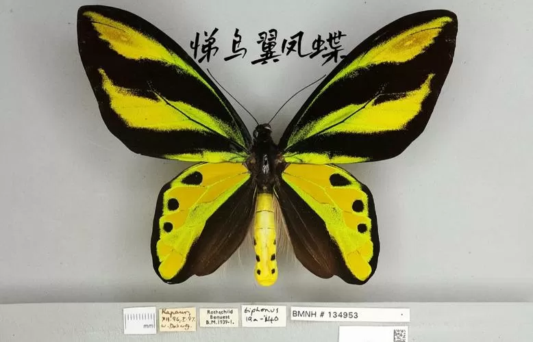 银鲛鸟翼凤蝶