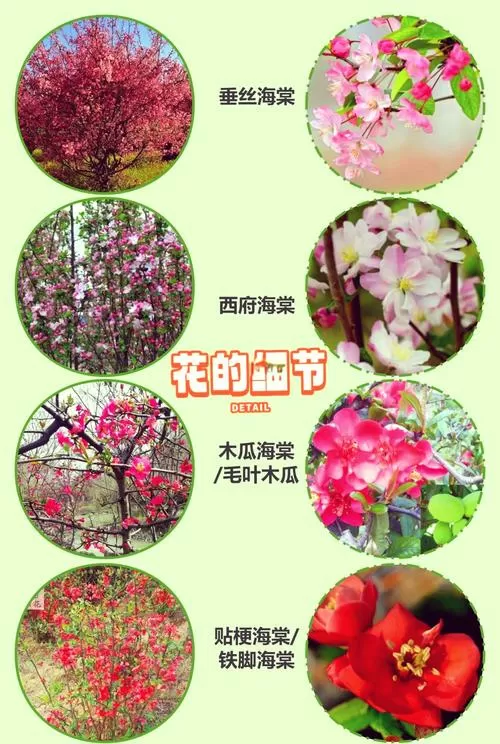 海棠品种及区别