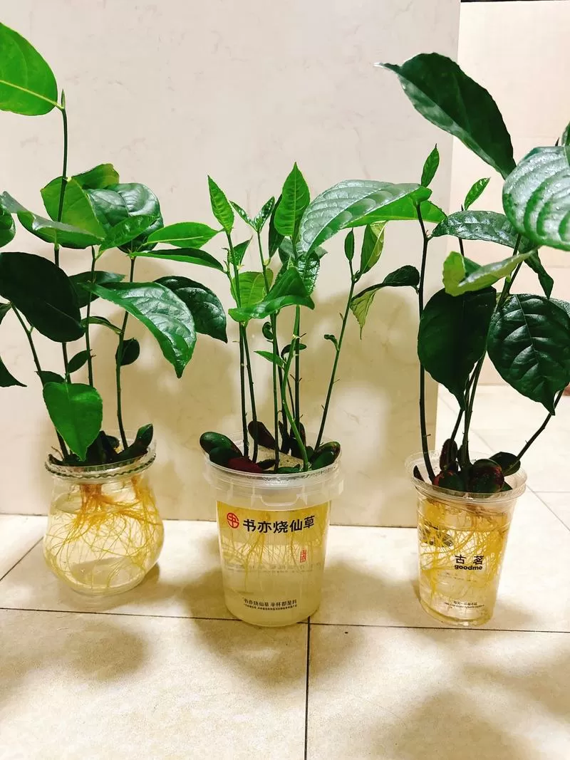 菠萝蜜的核能种出菠萝蜜吗