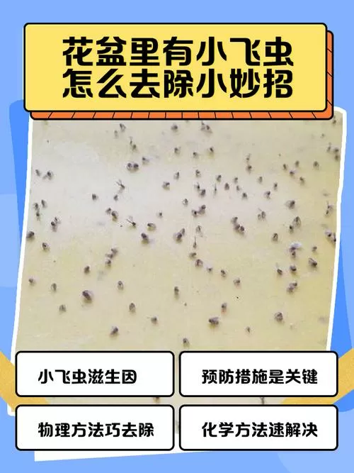 花盆有小飞虫怎么消灭