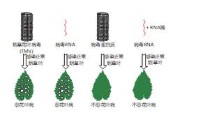 烟草花叶病毒感染烟草实验