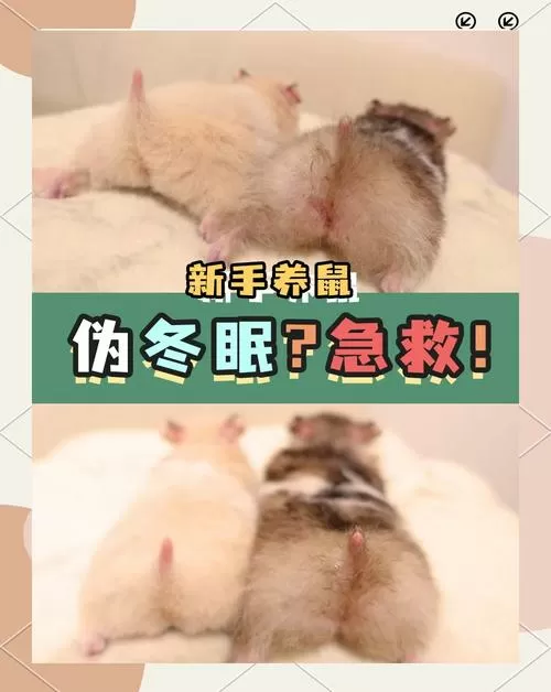仓鼠冻了一晚上还有救吗