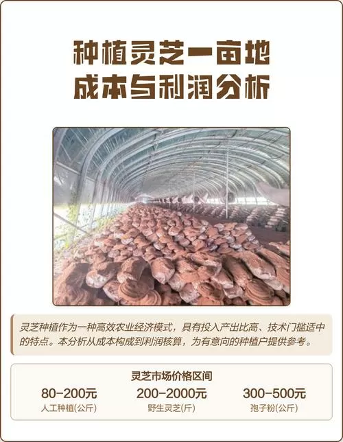 种灵芝一亩地大概要投资多少钱