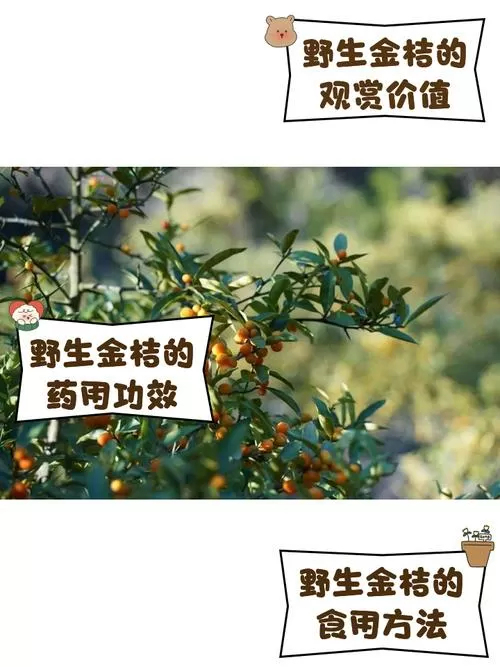 野生金桔子的图片