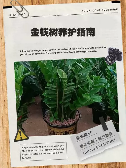 金钱树怎样栽培