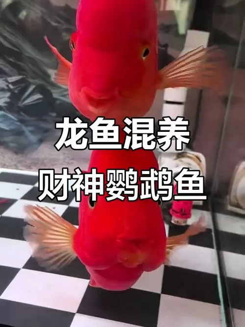 和财神鱼混养的鱼能吃吗图片