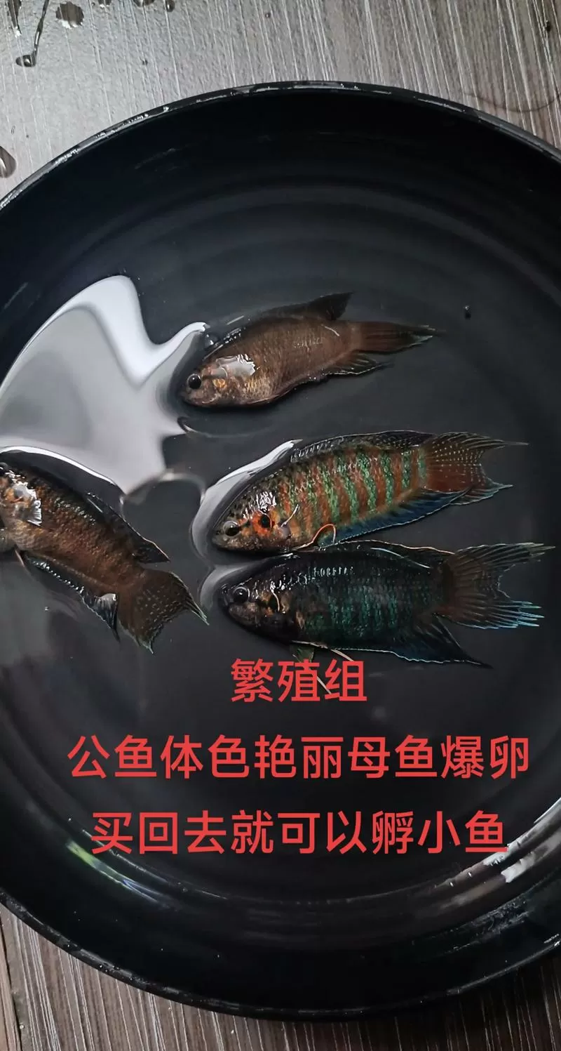 斗鱼繁殖一次能产多少