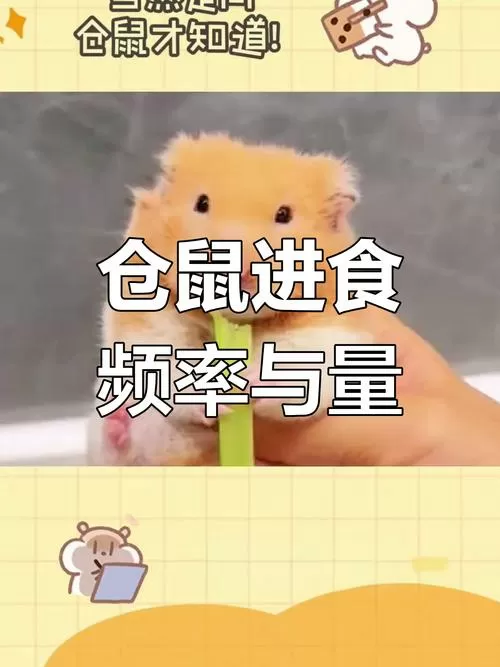 小仓鼠一天喂几次