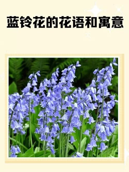 蓝铃花的花语和寓意