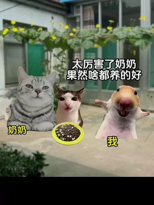 奶奶猫表情包