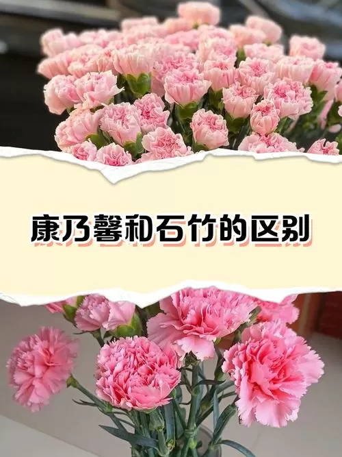 石竹花与康乃馨区别