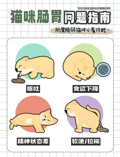 小猫急性肠胃炎怎么办