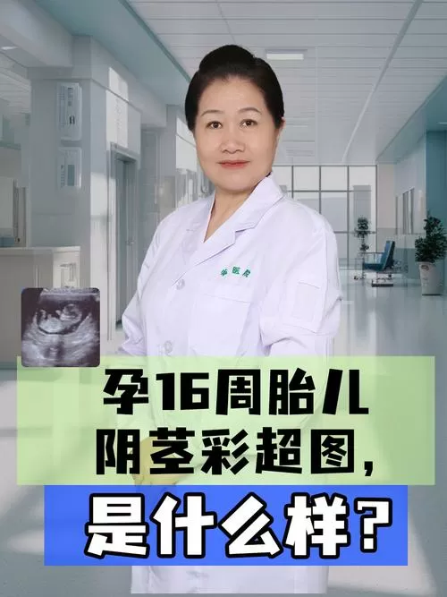 孕16周男宝长小JJ了吗